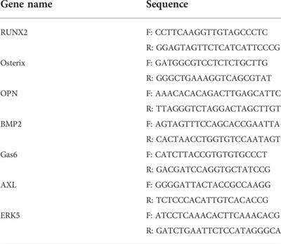 Mangiferin promotes osteogenic differentiation and alleviates osteoporosis in the ovariectomized mouse via the AXL/ERK5 pathway